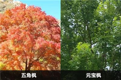 五角楓和元寶楓的區別有幾點？應該怎么分別？